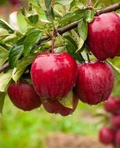 Äpfel von Kastoria